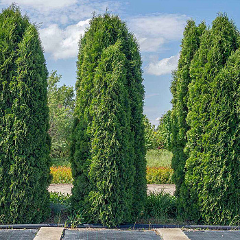туя западная колумна  / thuja occ. cоlumna