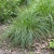 Щучка дернистая / Deschampsia cespitosa щучка дернистая / deschampsia cespitosa