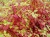 дерен белый sibirica / cornus alba sibirica