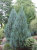 можжевельник скальный moonglow / juniperus scopulorum moonglow