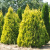 Туя западная Европа Голд / Thuja occidentalis Europa Gold туя западная европа голд / thuja occidentalis europa gold