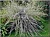 ива ползучая nitida / salix repens nitida