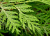 _туя западная смарагд / thuja occidentalis smaragd