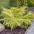 Можжевельник средний Old Gold / Juniperus pfitzeriana Old Gold можжевельник средний old gold / juniperus pfitzeriana old gold