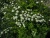 спирея ниппонская june bride / spiraea nipponica june bride
