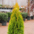 туя западная голден энн / thuja occ. golden anne