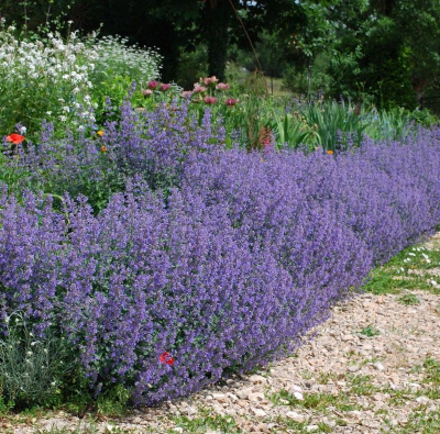 котовник фассена six hills giant / сикс хиллс гиант