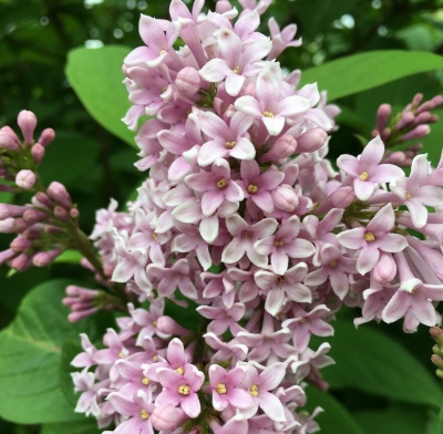 сирень венгерская / syringa josikaea