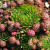 молодило отпрысковое / sempervivum soboliferum
