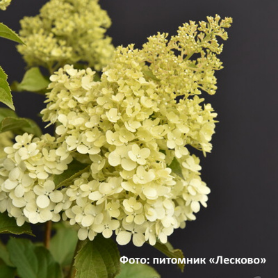 _гортензия метельчатая краса лесково