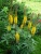 Бузульник Пржевальского / Ligularia przewalskii бузульник пржевальского / ligularia przewalskii