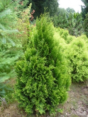 туя складчатая корник / thuja plicata kornik