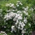 спирея вангутта / spiraea vanhouttei 
