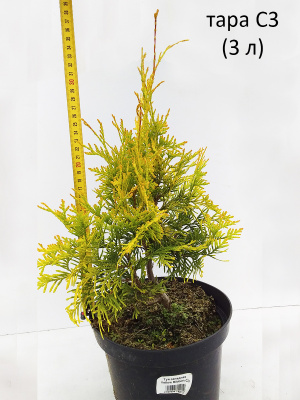 туя западная еллоу риббон / thuja occidentalis yellow ribbon