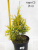 Туя западная Еллоу Риббон / Thuja occidentalis Yellow Ribbon туя западная еллоу риббон / thuja occidentalis yellow ribbon