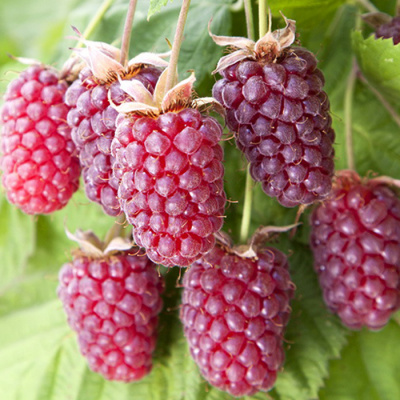 малино-ежевичный гибрид логанберри / loganberry