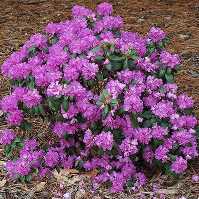 рододендрон п.д.м элит / p.j.m. elite