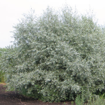 ива пепельная / salix cinerea