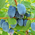 жимолость северная красавица (бореал бьюти)