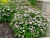 спирея японская little princess / spiraea japonica little princess