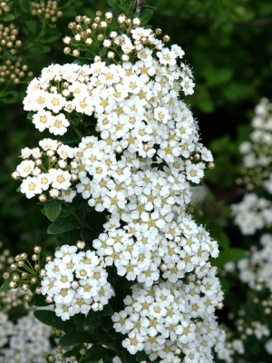 спирея ниппонская june bride / spiraea nipponica june bride