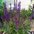 Шалфей дубравный / Salvia nemorosa New Dimension Blue шалфей дубравный / salvia nemorosa new dimension blue