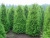 Туя западная Брабант / Thuja occidentalis Brabant туя западная брабант / thuja occidentalis brabant