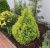 туя складчатая корник / thuja plicata kornik