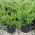 можжевельник средний mint julep / juniperus pfitzeriana mint julep