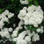 спирея японская albiflora / spiraea japonica albiflora