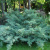 Можжевельник средний Pfitzeriana Glauca / Juniperus pfitzeriana Pfitzeriana Glauca можжевельник средний pfitzeriana glauca / juniperus pfitzeriana pfitzeriana glauca