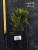 туя западная даника / thuja occidentalis danica