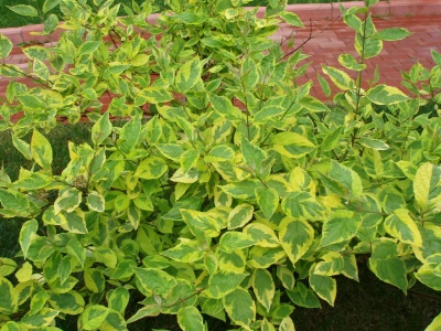 дерен белый spaethii / cornus alba spaethii
