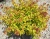 спирея японская firelight / spiraea japonica firelight