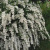 спирея ниппонская june bride / spiraea nipponica june bride