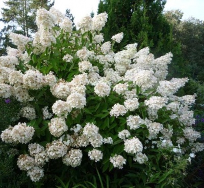 гортензия метельчатая grandiflora